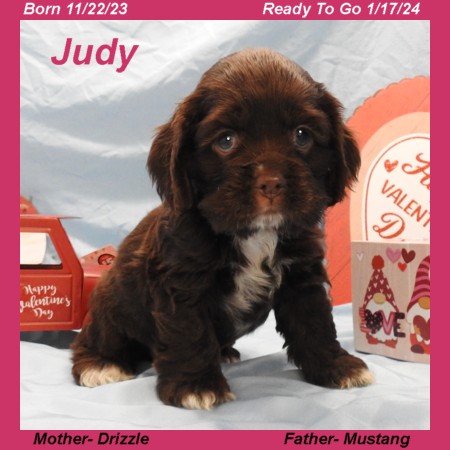 puppy, for, sale, Cocker Spaniel, Joe & Cherri  Overlease, dog, breeder, Miller, MO, dog-breeder, puppy-for-sale, forsale, nearby, find, puppyfind, locator, puppylocator, aca